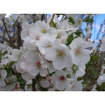 Prunus Snow Goose Flowering Cherry Tree 6ft Supplied In A 7.5 Litre Pot