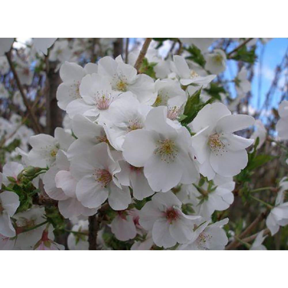 Prunus Snow Goose Flowering Cherry Tree 6ft Supplied In A 7.5 Litre Pot