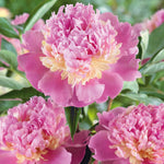 Paeonia 'sorbet', Fragrant Double Pink & White Peony | 1 x 2L | Multi