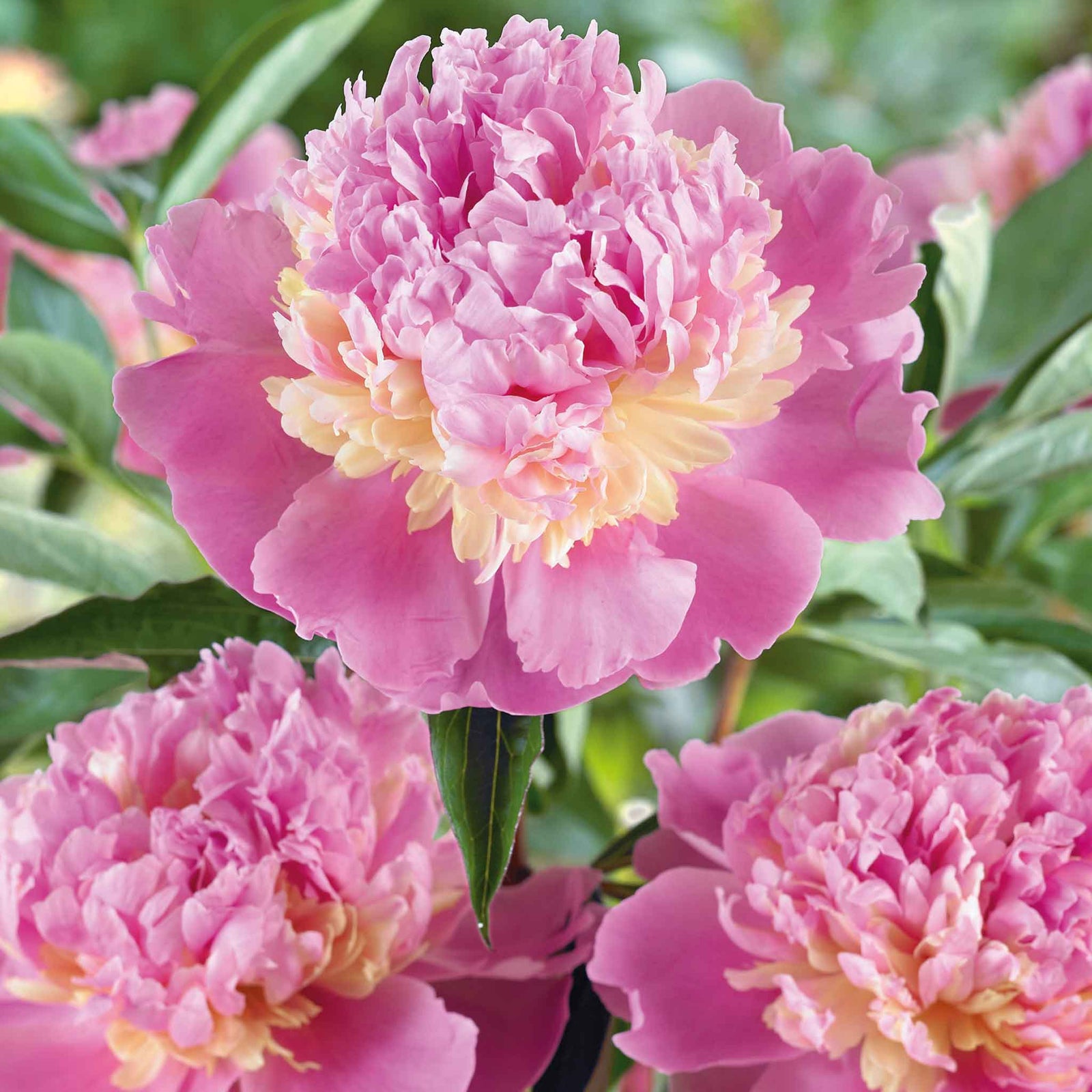 Paeonia 'sorbet', Fragrant Double Pink & White Peony | 1 x 2L | Multi