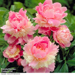 Peony Sorbet Bare Root | 2 x Bare Roots