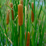 Typha Angustifolia - Lesser Bulrush Pond Plant 1 X 9cm Pot