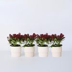 Japanese Skimmia - Skimmia Japonica 'Rubella' - Height 35-45cm - ⌀15cm | Set-of-4 | Red