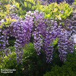 Wisteria 9cm Plant | Set of 1