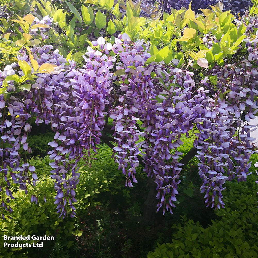 Wisteria 9cm Plant | Set of 2