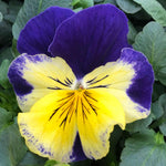 Pansy 'matrix Morpheus' - Garden Ready Plugs | Set of 12