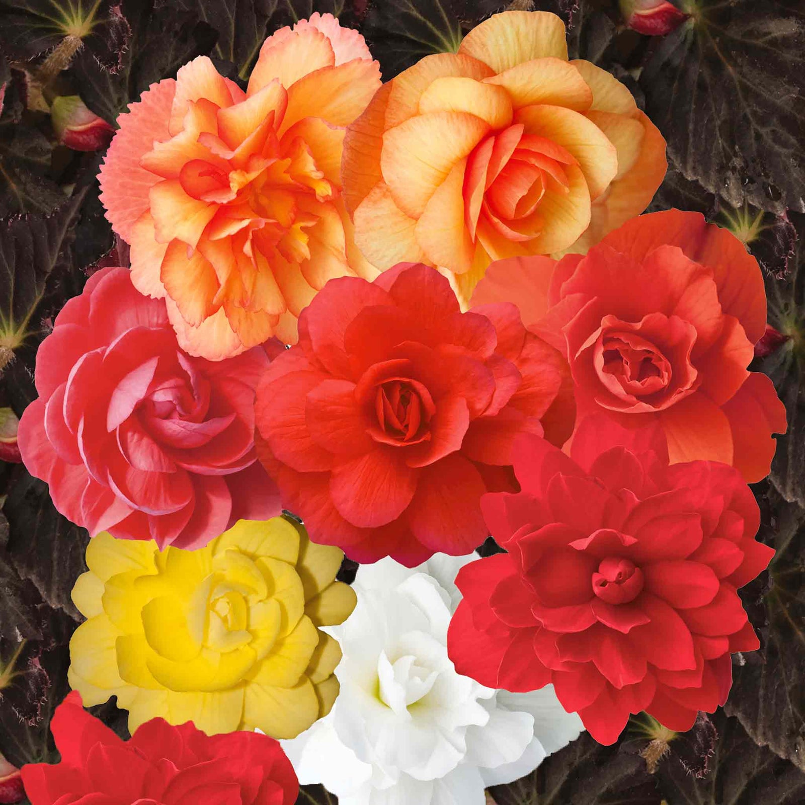 Begonia Illuminations Mix F1 Hybrid Seeds | 50 Seeds | Multi