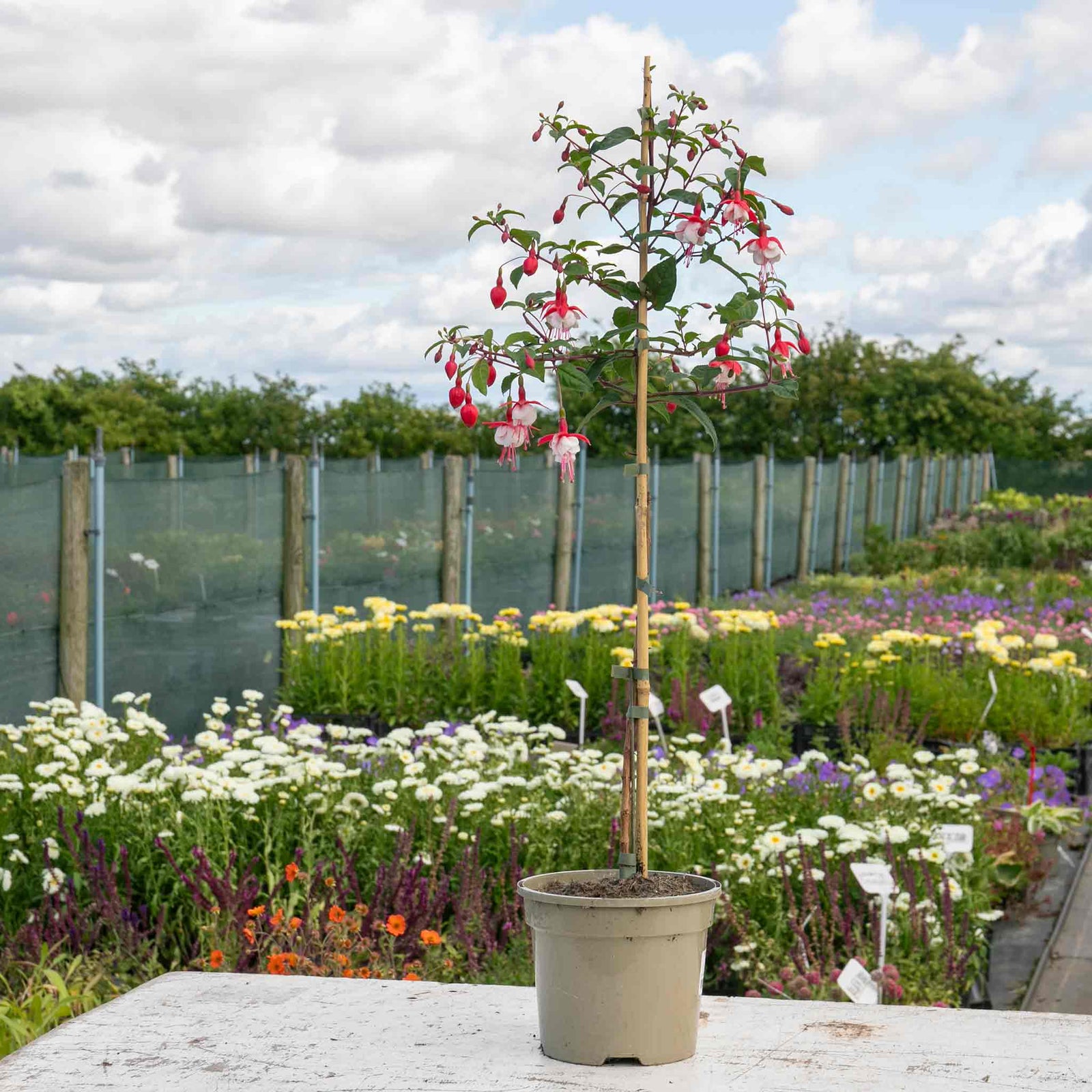 Fuchsia Standard 'snowcap' | 1 x 3L | Red