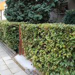 Green Beech Hedging Plants Pack Of 10 Trees Potted