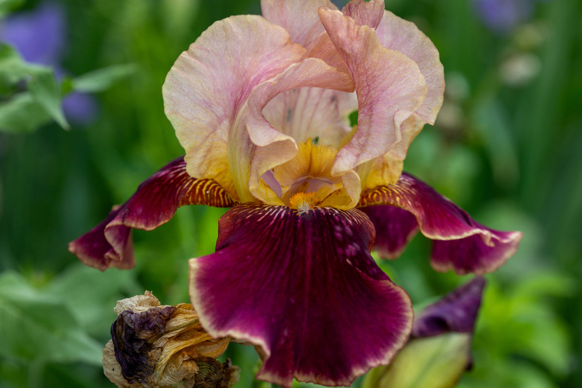 Iris Re-blooming Collection | Set of 10
