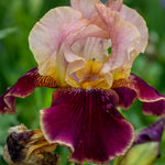 Iris Re-blooming Collection | Set of 5