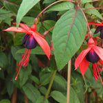 Fuchsia Climbing Collection Pink Fizz & Lady Boothby | 6 x Plug Plants | Multi