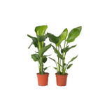 Giant Bird Of Paradise - 2 Pcs. - Strelitzia Nicolai - Height 55-70cm - ⌀17cm | Set of 2 | Green