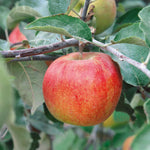 Jonagold Apple Tree M9 Dwarf Rootstock For Patio And Containers | 1 x 2L