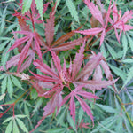 Direct Plants Large Patio Acer Palmatum Jerre Schwartz, 3-4ft On Stem, Japanese Maple Tree