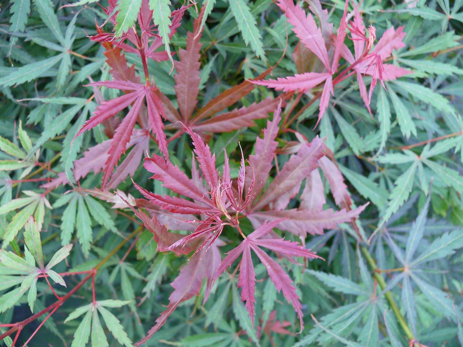 Direct Plants Large Patio Acer Palmatum Jerre Schwartz, 3-4ft On Stem, Japanese Maple Tree