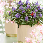 Hayloft Buddleja Davidii ‘little Rockstars’ Collection - 12cm pot