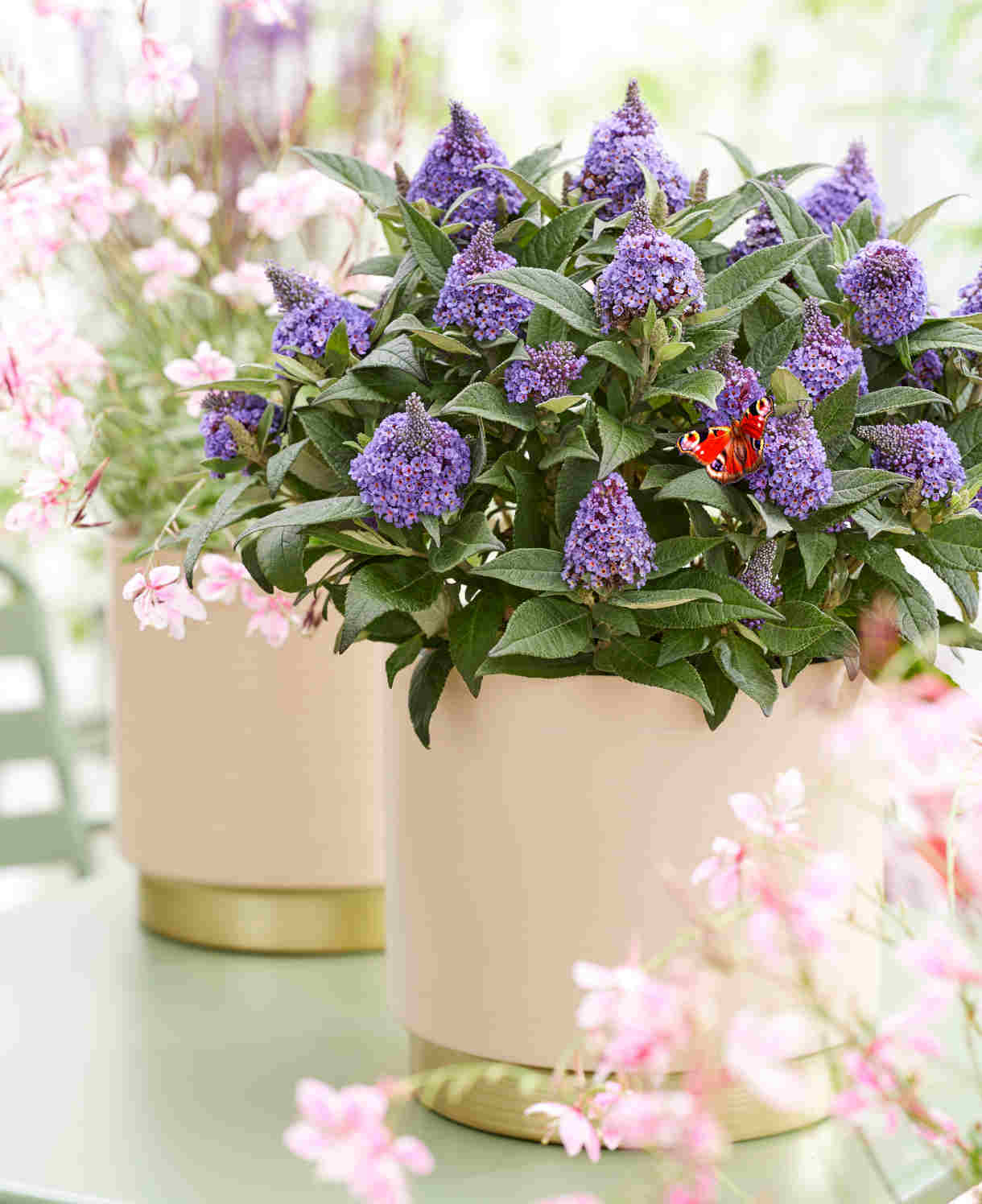 Hayloft Buddleja Davidii ‘little Rockstars’ Collection - 12cm pot