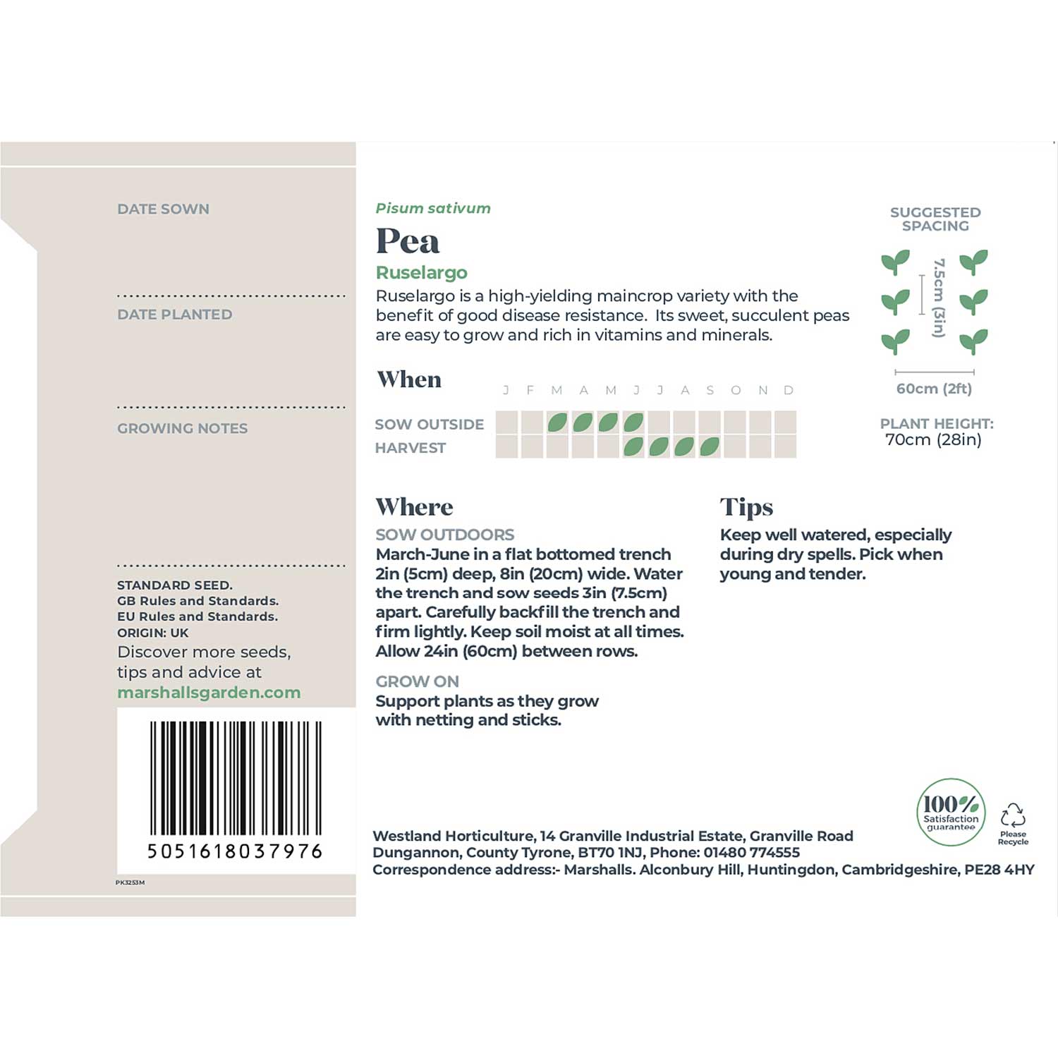 Pea Seeds 'ruselargo' Maincrop, Disease-resistant | 300 Seeds