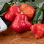 Chilli Plant 'bishops Crown' | 6 x Jumbo Plugs | Red