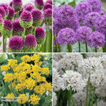 Allium Mixed Collection - 200 Bulbs