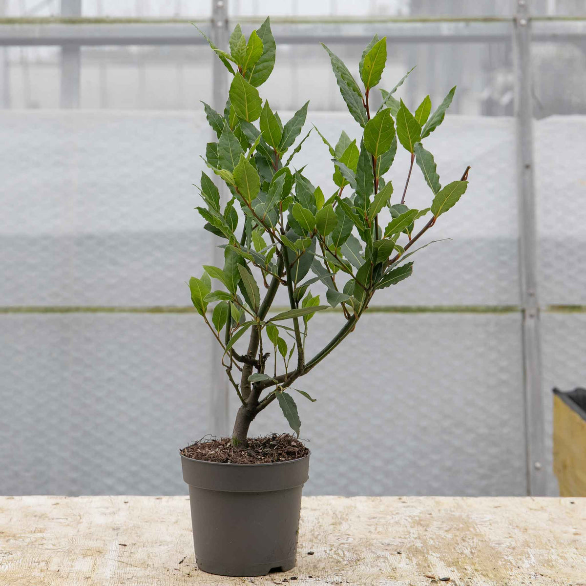Kitchen Bay Tree – Evergreen Culinary Bay Laurel For Containers | Set of 3