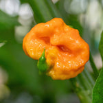Chilli Plant 'carolina Reaper' | 3 x 9cm | Red