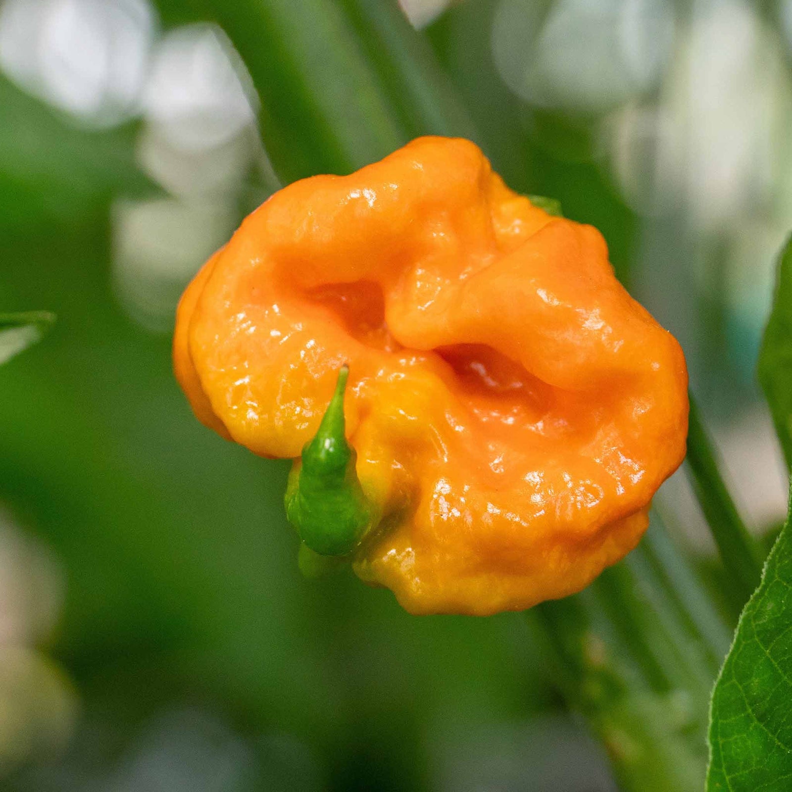 Chilli Plant 'carolina Reaper' | 6 x 9cm | Red
