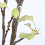 Apple Tree - Malus Domestica 'elstar' - Height 90-100cm - ⌀21cm