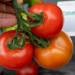 Complete Tomato Collection For Greenhouse, Patio And Garden Seeds | Set of 9