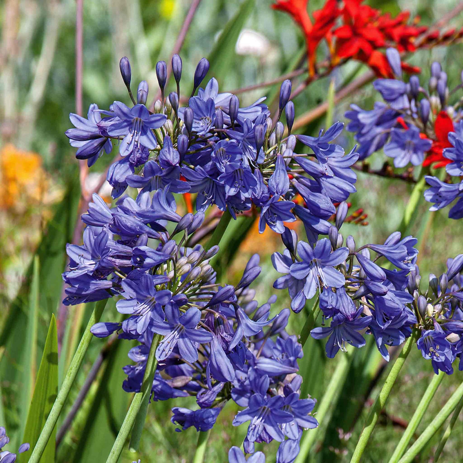 Agapanthus 'blue' | Set-of-2 | Blue
