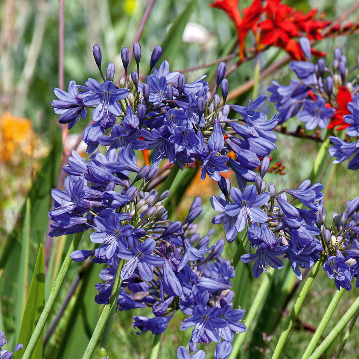 Agapanthus 'blue' | Set of 2 | Blue