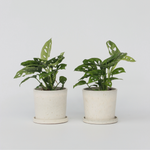 Mini Swiss Cheese Plant - 2 Pcs. - Monstera 'monkey Mask' - H25-30cm - ⌀12cm | Set of 2 | Green