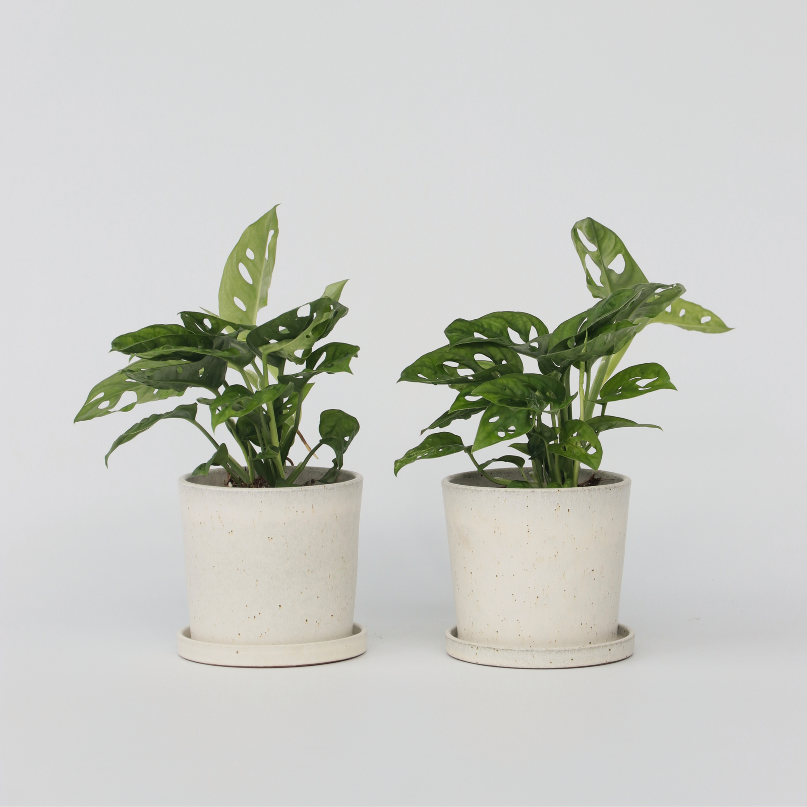 Mini Swiss Cheese Plant - 2 Pcs. - Monstera 'monkey Mask' - H25-30cm - ⌀12cm | Set of 2 | Green
