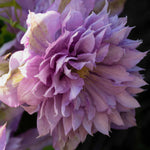 Clematis ‘proteus’ 8cm Pots | Set-of-1 | Pink