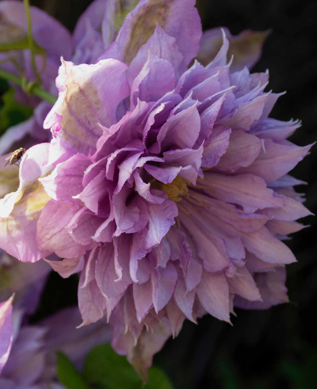 Clematis ‘proteus’ 8cm Pots | Set-of-1 | Pink