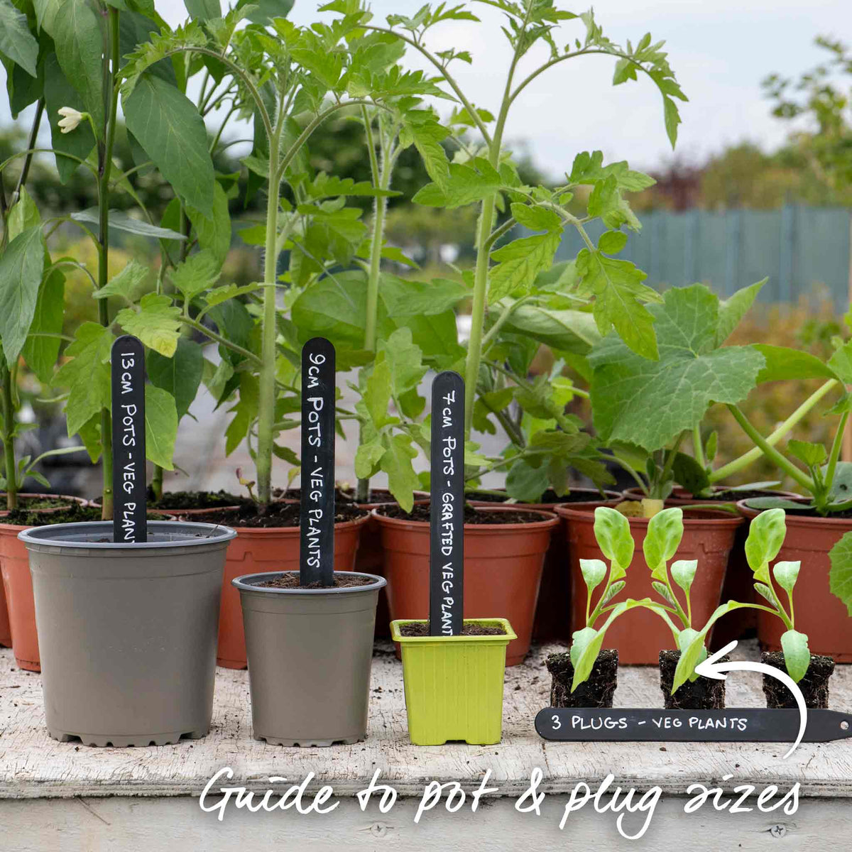 Aubergine 'pinstripe' - Compact Pot Variety Jumbo Plugs | Set of 6 | Multi Colour