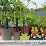 Aubergine 'pinstripe' - Compact Pot Variety Jumbo Plugs | Set of 3 | Purple