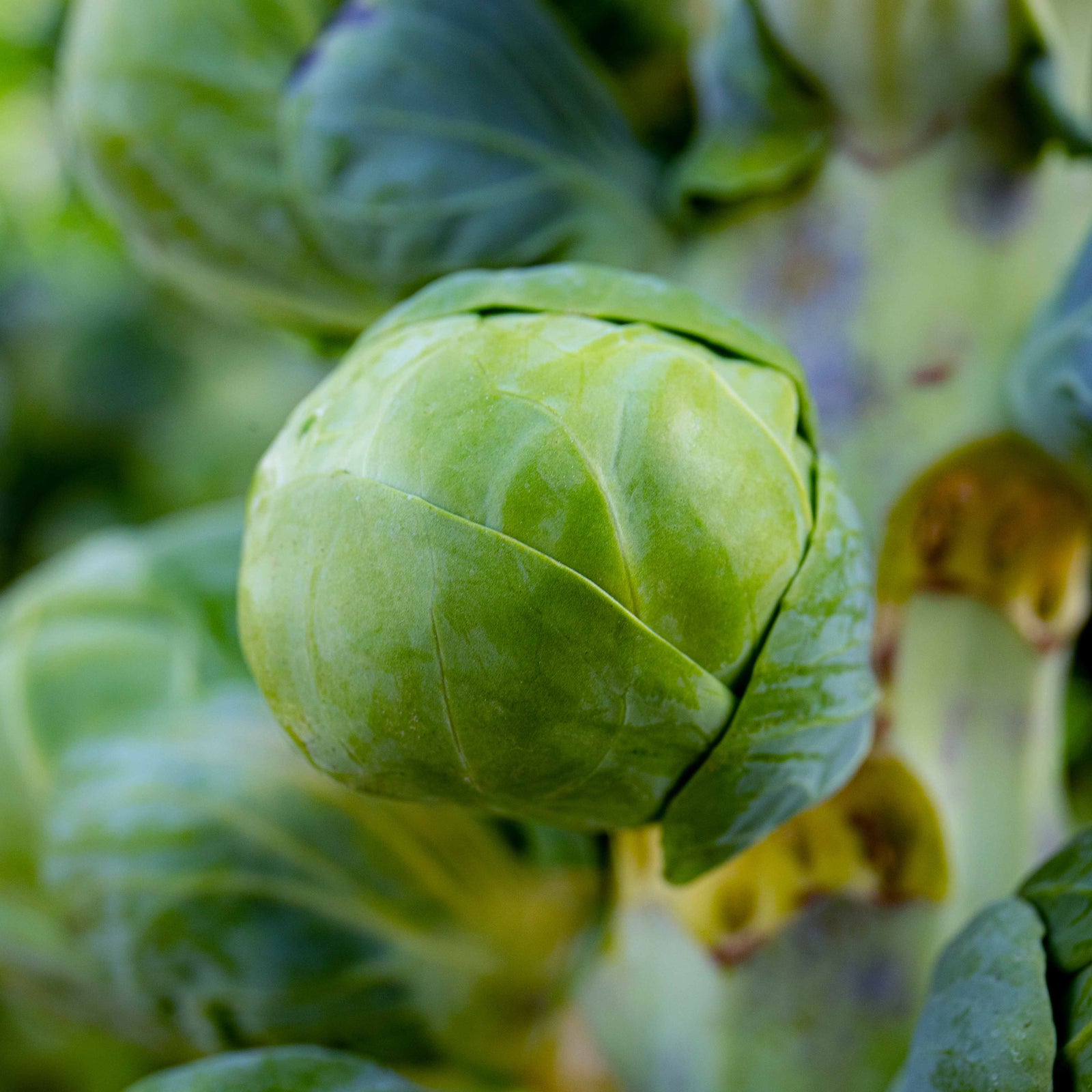 Brussel Sprouts 'brigitte' | 12 x Garden Ready Plants | Green