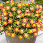 Delosperma Wheels Of Wonder 'salmony Pink' - 9cm pots | 1 x 9cm | Pink