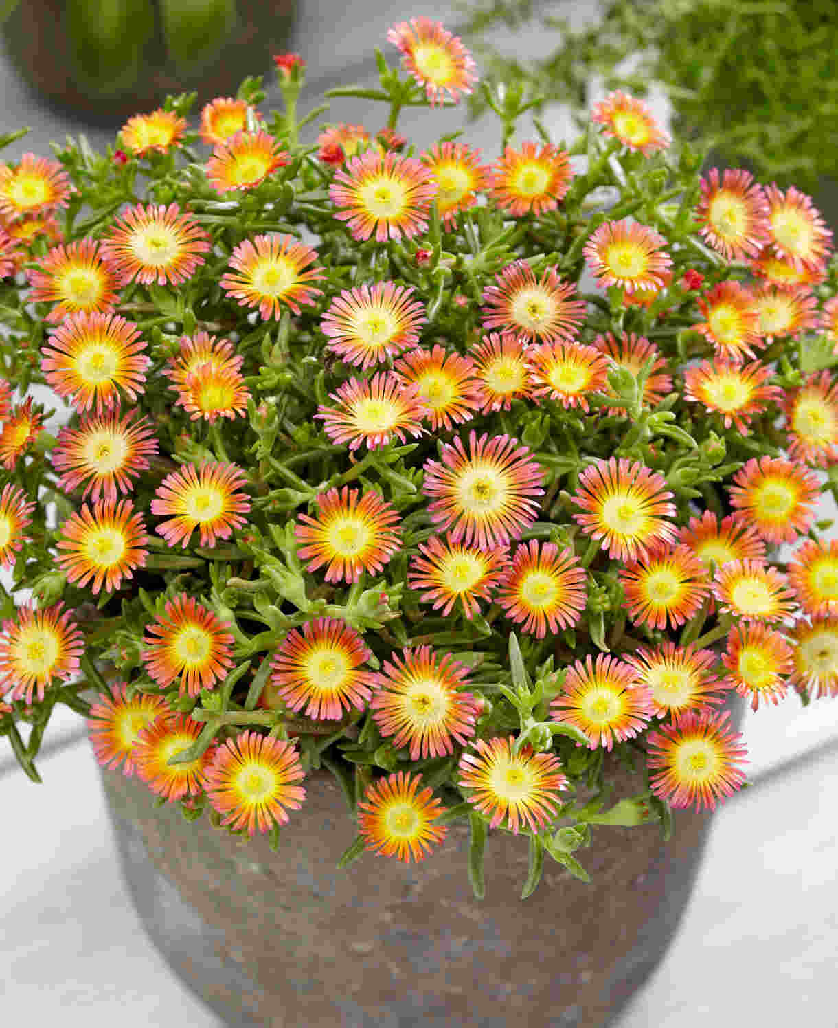 Delosperma Wheels Of Wonder 'salmony Pink' - 9cm pots | 1 x 9cm | Pink