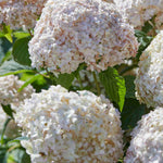 Hydrangea Candybelle Marshmallow - 9cm pot | 1 x 9cm | Light Pink