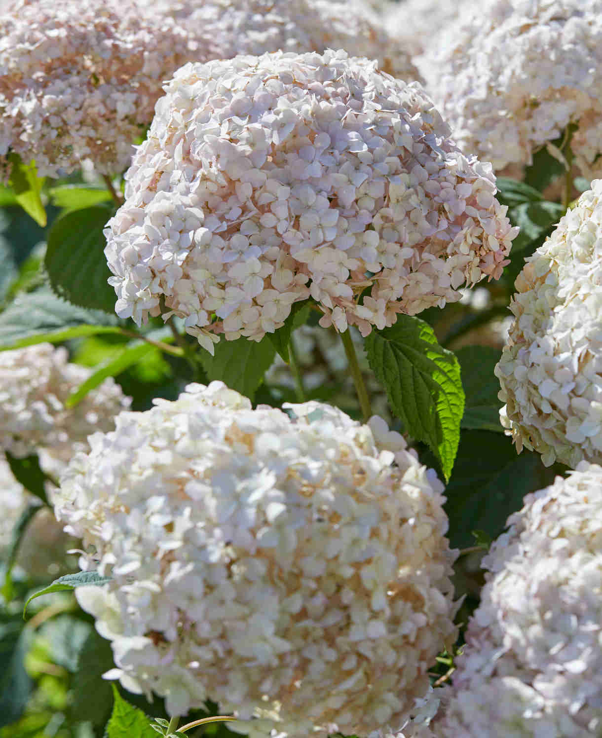 Hydrangea Candybelle Marshmallow - 9cm pot | 1 x 9cm | Light Pink