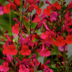 Salvia Microphylla 'wine And Roses' - 9cm Pot | 3 x 9cm | Red