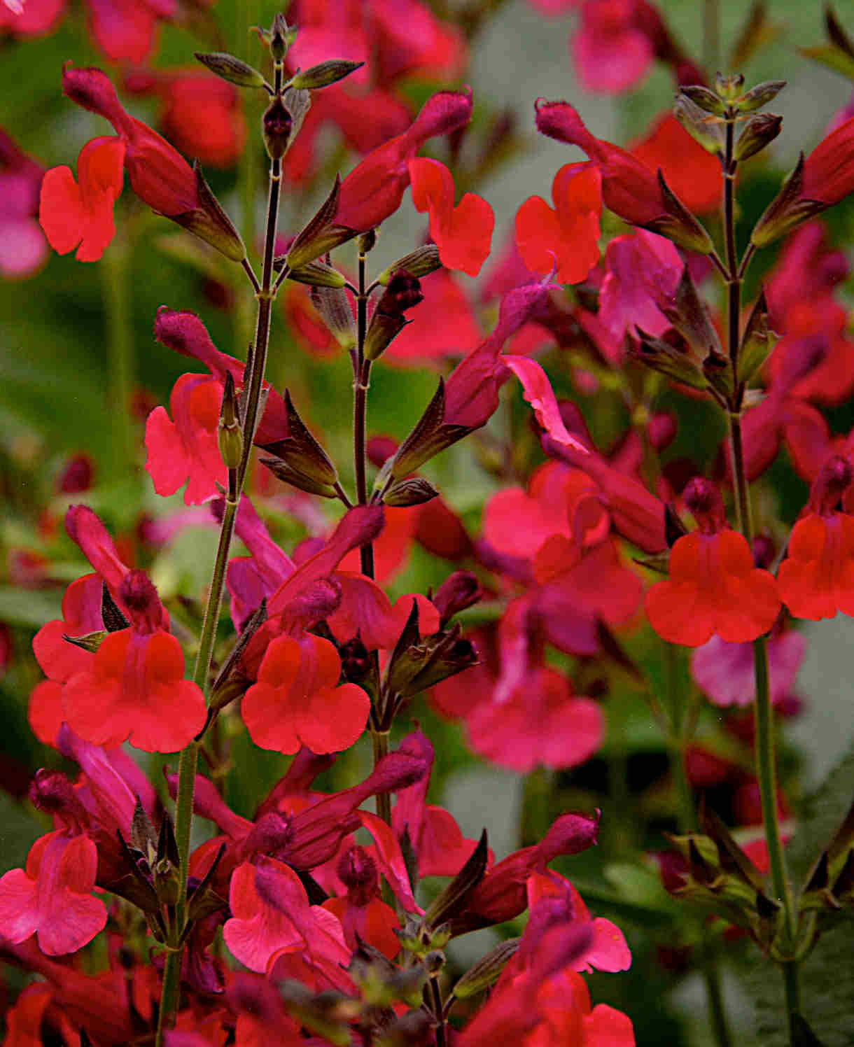 Salvia Microphylla 'wine And Roses' - 9cm Pot | 1 x 9cm | Red