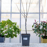 Malus X Floribunda Crab Apple Tree, Patio Dwarf (rhs Award) | 1 x 5L | Pastel Pink