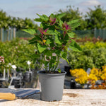 Tree Spinach Plant | 1 x 1L