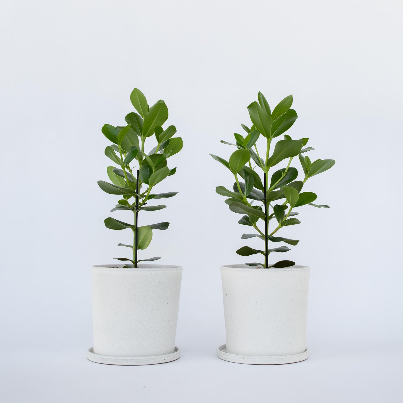 Autograph Tree - 2 Pcs. - Clusia Rosea 'princess' - Height 50-60cm - ⌀17cm | Set-of-2 | Green