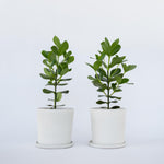 Autograph Tree - 2 Pcs. - Clusia Rosea 'princess' - Height 50-60cm - ⌀17cm | Set of 2 | Green