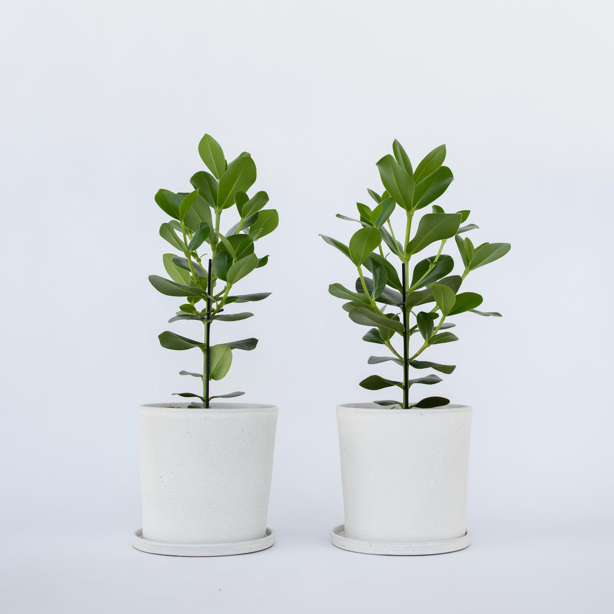 Autograph Tree - 2 Pcs. - Clusia Rosea 'princess' - Height 50-60cm - ⌀17cm | Set of 2 | Green